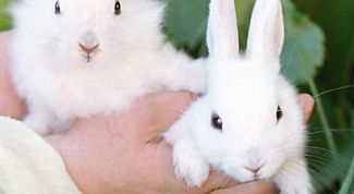 Картинка по теме - как отличить самку кролика от самца