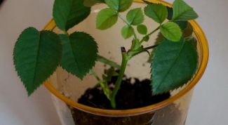 Картинка по теме - как сделать черенки роз