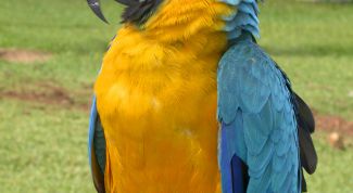 Картинка по теме - как воспитать попугая