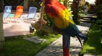 Картинка по теме - как быстро научить попугая разговаривать
