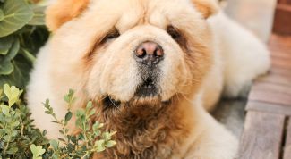 Картинка по теме - как дать кличку собаке