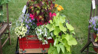 Картинка по теме - как украсить дачу цветами