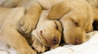 Картинка по теме - как отучить собаку спать на кровати