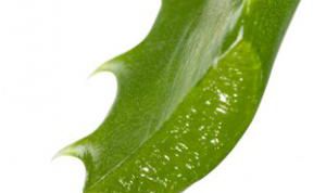 Картинка по теме - как приготовить сок из алоэ