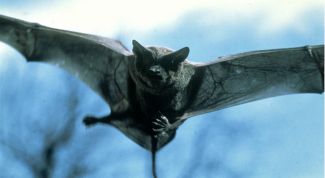 Картинка по теме - как поймать летучую мышь