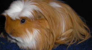 Картинка по теме - как стричь ногти у морской свинки