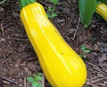 Картинка по теме - как готовить оладьи из кабачков