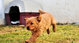 Картинка по теме - как отучить щенка грызть мебель