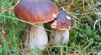 Картинка по теме - как консервировать грибы