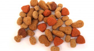 Картинка по теме - как перевести кошку на сухой корм