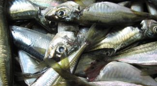 Картинка по теме - как сохранить рыбу свежей