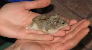 Картинка по теме - как поймать хомяка в квартире