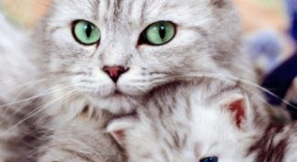 Картинка по теме - как понять, что кошка забеременела