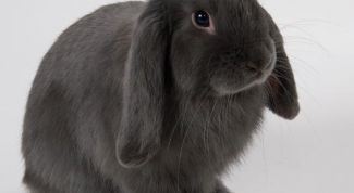 Картинка по теме - как содержать декоративных кроликов