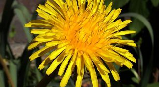 Картинка по теме - как нарисовать одуванчик