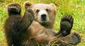 Картинка по теме - как назвать медвежонка