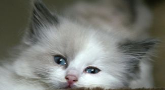 Картинка по теме - как прикармливать котят