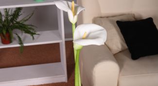 Картинка по теме - как обставить маленькую квартиру