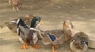 Картинка по теме - как ощипать утку