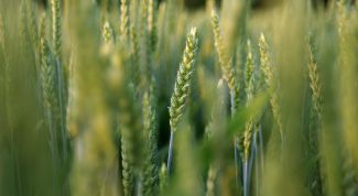 Картинка по теме - как варить гречку в пароварке