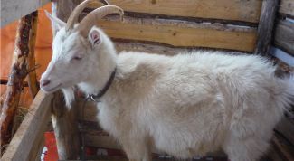 Картинка по теме - как определить беременность козы
