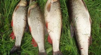 Картинка по теме - как ловить головля