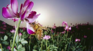 Картинка по теме - как заняться пчеловодством