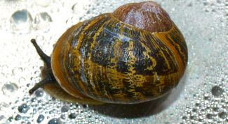 Картинка по теме - как кормить улиток