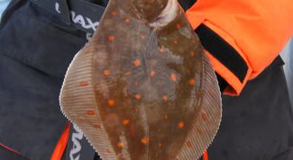 Картинка по теме - как ловить камбалу