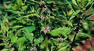 Картинка по теме - как заваривать пустырник