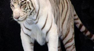 Картинка по теме - как узнать свой восточный гороскоп