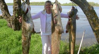 Картинка по теме - как поймать крупную рыбу