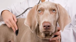 Картинка по теме - как заполнить ветеринарный паспорт