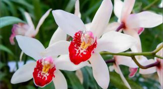 Картинка по теме - как удобрять орхидеи