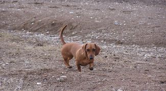 Картинка по теме - как лечить такс