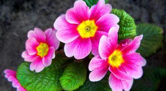 Картинка по теме - как сеять примулу