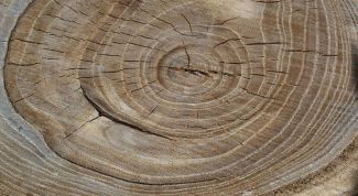 Картинка по теме - как определить возраст дерева