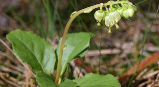 Картинка по теме - как настаивать боровую матку