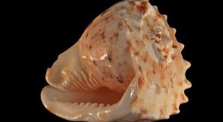 Картинка по теме - как очистить ракушку