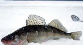 Картинка по теме - как разделать судака