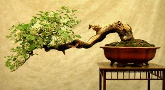 Картинка по теме - как вырастить мох