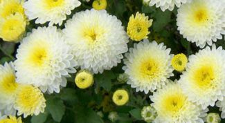 Картинка по теме - как укоренить хризантемы