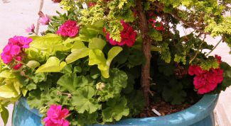 Картинка по теме - как определить комнатное растение