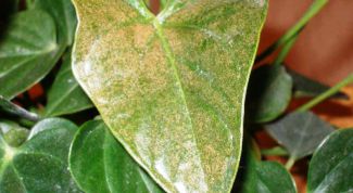 Картинка по теме - как уничтожить клещей