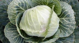Картинка по теме - как поливать капусту