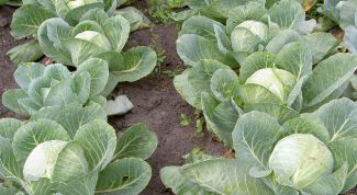 Картинка по теме - как получить семена капусты