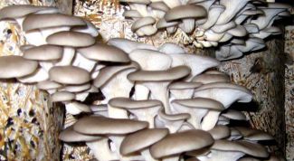 Картинка по теме - как вырастить мицелий вешенки