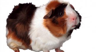 Картинка по теме - как подстричь когти у свинки