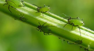 Картинка по теме - как избавиться от тли на растениях