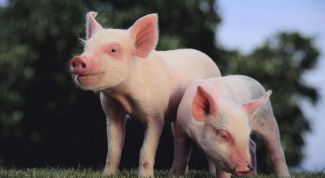 Картинка по теме - как выбрать поросенка